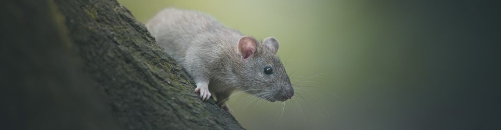 Rotte i natur. Undgå rotteskader.